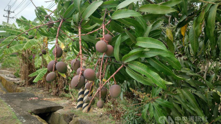 台南芒果產區迎及時雨　農民期待好收成