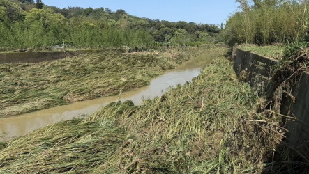 苗縣沙河溪溢淹民宅 村長：顧國寶魚棲地更要顧人命