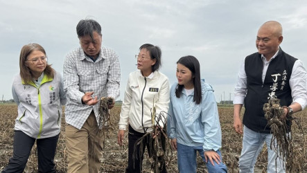春雨驟降導致蒜頭田間開瓣　雲林爭取災害救助