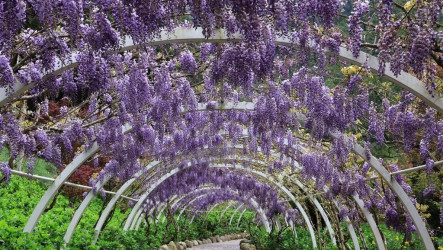 南投杉林溪牡丹盛開　200公尺紫藤花廊美不勝收