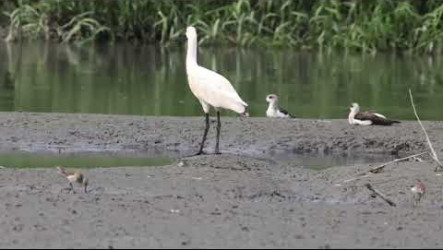 台東太平溪緊急疏濬完工　黑面琵鷺現蹤