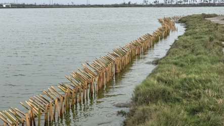 布袋鹽田設護鳥圍籬  防野狗侵擾小燕鷗繁殖棲地