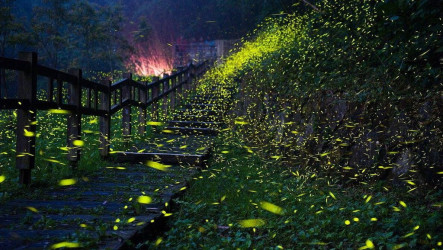 雨後夜晚螢火蟲大爆發  嘉義山區4月賞螢季開跑