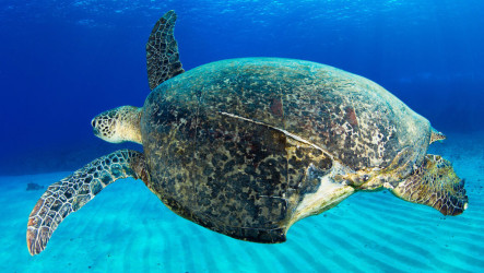 研究：小琉球海龜約15%曾受傷　癒合平均需1年半