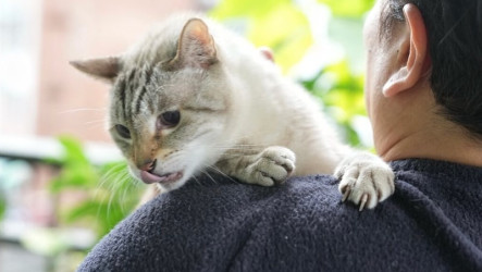 人藥用於犬貓　農業部：若實務難行不輕易上路