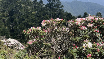 合歡山高山杜鵑已花開2成　交通管制4/11啟動