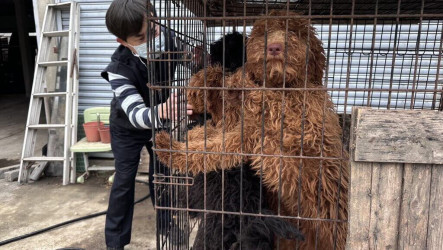 嘉縣黑心繁殖狗場10犬疑遭割聲帶　飼主裁罰送辦