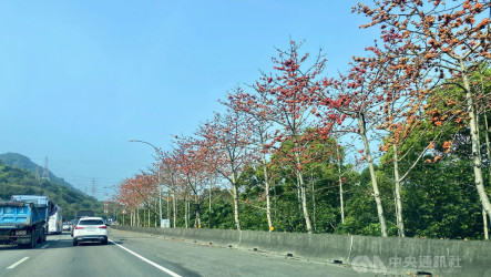 新北春日限定木棉花海綻放　三峽深坑中和等地盛開
