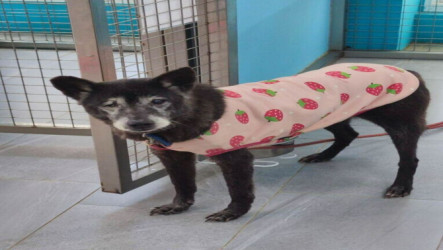 新北動保處推廣認養長照犬貓　享終身免費醫療