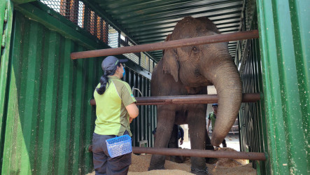 北市動物園亞洲象搬家　友信、友愷先適應新環境