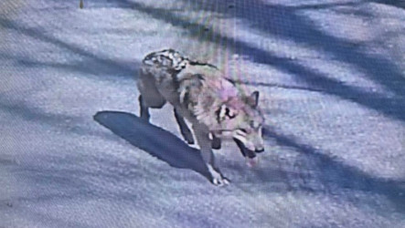 公狼逃出韓國動物園已逍遙3天　迷因幣誕生李在明關心