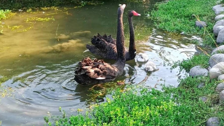 台中后里環保公園蓮花盛開　黑天鵝將進駐增亮點