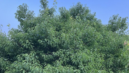 颱風乾旱影響台東梅子不結果　啟動現金救助