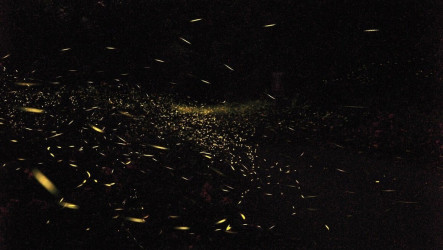 桃園北橫賞螢季4月中旬登場　觀旅局公布賞螢地圖