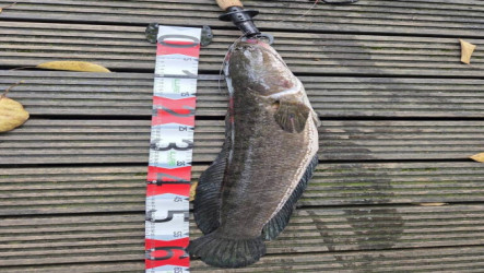 羅東貯木池外來魚移除　65公分長泰國鱧創紀錄