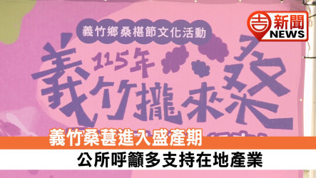 義竹桑葚進入盛產期 公所呼籲多支持在地產業
