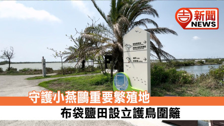 守護小燕鷗重要繁殖地 布袋鹽田設立護鳥圍籬