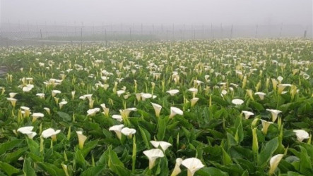 北市陽明山海芋進入盛開期　把握賞花最美時刻