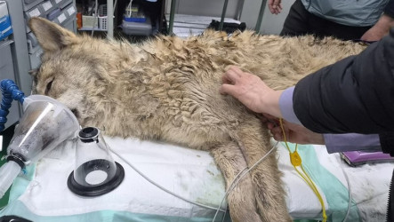 逃亡9天終落網　韓國出動百名警力活捉30公斤公狼