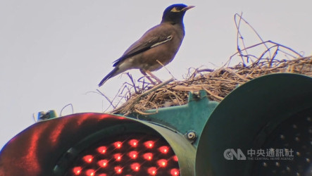 紅綠燈成八哥鳥「育嬰室」　基隆市府研議對策