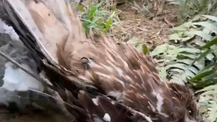 12鳥禽掛基隆非法鳥網　黑鳶絕處求生突眨眼展韌性