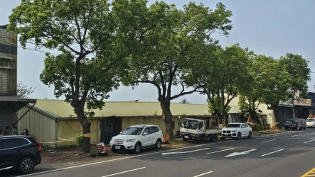 竹市中華路5樟樹影響通行安全　將移除改善