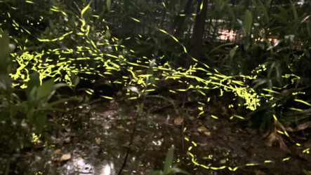 夜探北市僅存古濕地馬明潭 親子驚艷螢火蟲生態