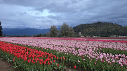 雪山下艷麗花海  加拿大最大鬱金香節展現冰火奇觀
