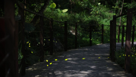 八仙山童螢季採低藍光AI技術　營造友善賞螢環境