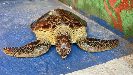 綠蠵龜受困岸際 澎湖海巡與海保署助重返大海