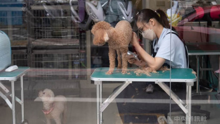 寵物美容契約遭指難落實  農業部：誤解