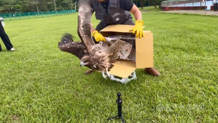 基隆掛網重生黑鳶「眨眼」　展翅高飛重返山林