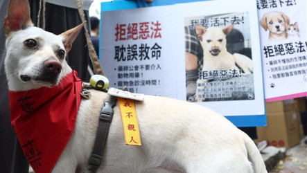 寵物用藥新制爭議  農業部註銷發布令重擬辦法