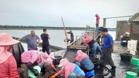 水試所推廣文蛤分段養殖　活存率提升逾10%