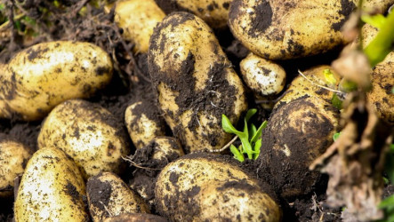 美馬鈴薯把關爭議　石崇良：科學抽驗不逐顆檢查