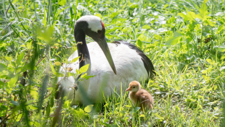 北市動物園丹頂鶴睽違4年育幼　籲遊客安靜觀察