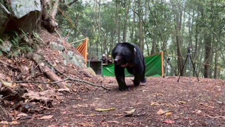 台中武陵受傷黑熊  泰雅耆老取名「葛雅萬」野放