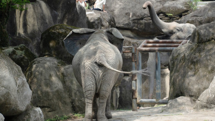 北市動物園亞、非洲象當鄰居　首次相見情緒豐富
