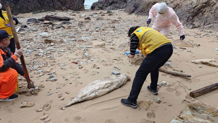 馬祖發現死亡露脊鼠海豚　腐爛嚴重就地掩埋