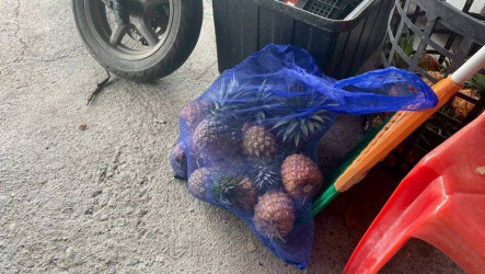 屏東鳳梨產季　警啟動專案護果首日查獲2竊嫌