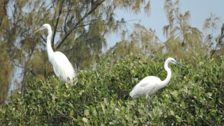 高雄援中港濕地鳥類求偶繁殖期　民眾勿干擾