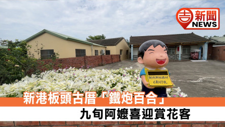 新港板頭古厝「鐵炮百合」 九旬阿嬤喜迎賞花客