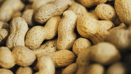 美國花生零關稅受矚　陳駿季盼勿成政治操作議題