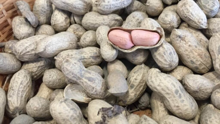 因應美國花生進口  花縣府：有機農業為基礎強化韌性