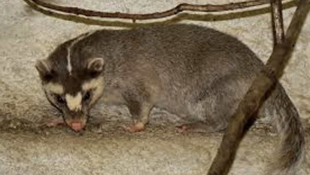 苗栗銅鑼現首例鼬獾狂犬病陽性　加開疫苗注射場次