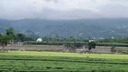 鹿野龍田村成群白鷺鷥盤旋　村民開心友善環境回饋
