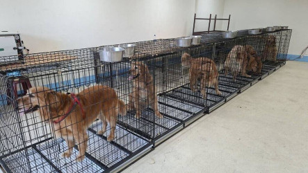 苗栗縣府安置遭不當對待犬隻　西湖鄉寵物餐廳歇業