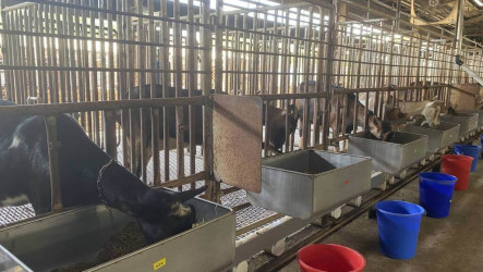 農牧循環  畜試所轉化香蕉農廢與格外品為飼料
