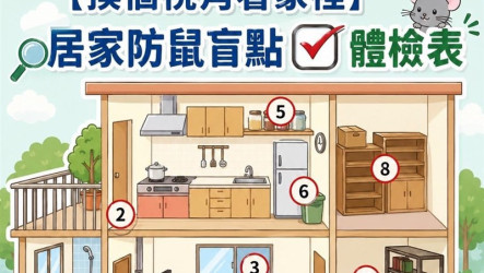 北市鼠患受關注　醫：接觸排泄物也有感染風險