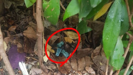 鼠患投藥被疑不當  北市：寵物誤食3件無關鼠藥